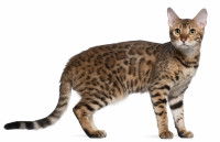 Chat Ocicat - Type Semi-Foreign