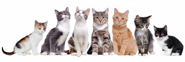 7 chats de différentes races