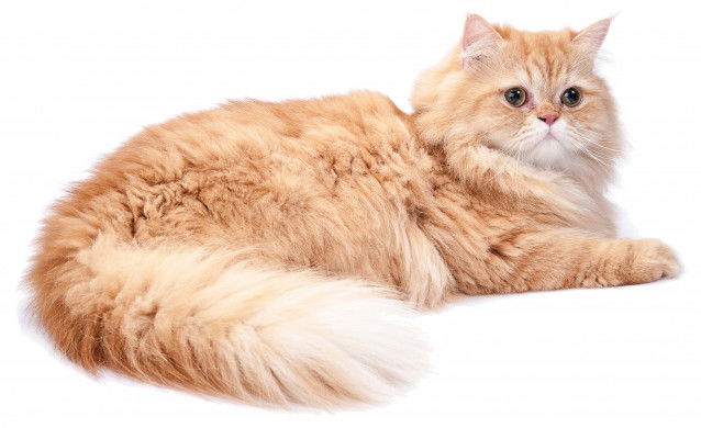 Chat Persan - Type Bréviligne