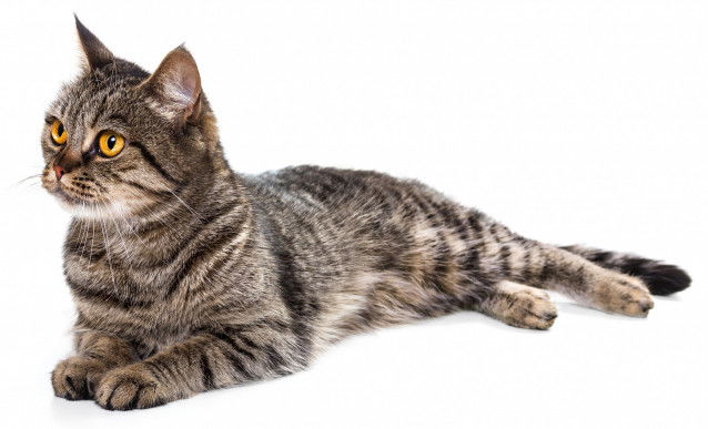 Chat Européen - Type Médioligne