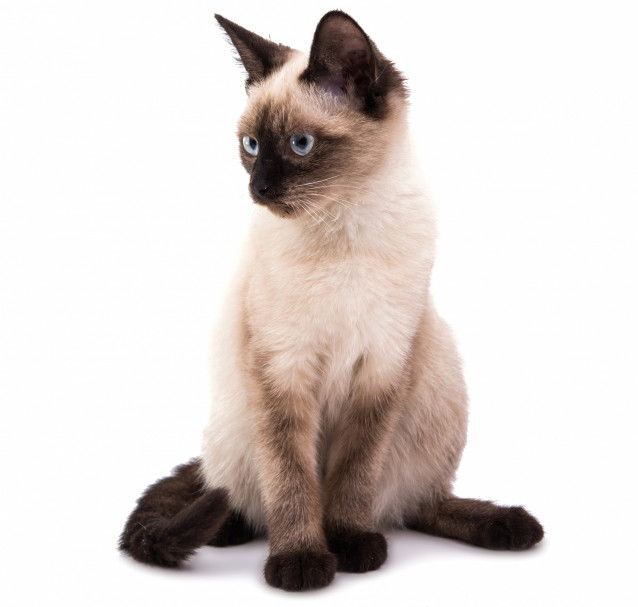 Chat Siamois - Type Longiligne