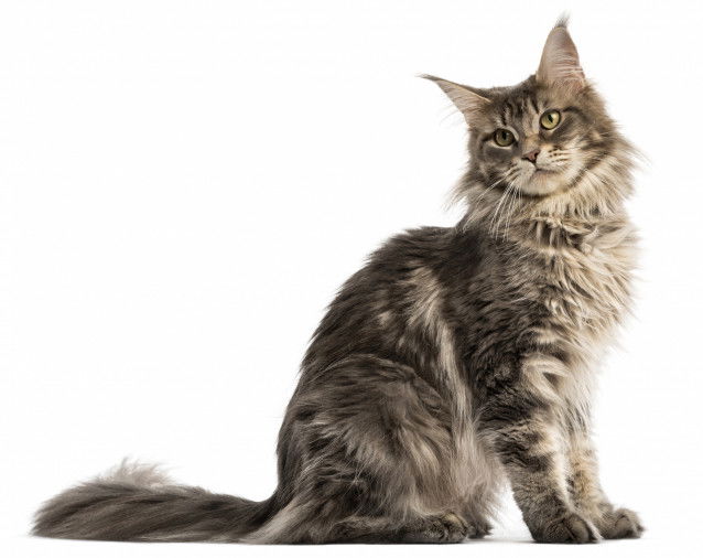 Chat Maine-Coon - Type Long et puissant