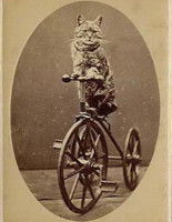 Photo d'un chat sur un vélo prise par Harry Pointer