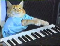 Un chat avec un t-shirt bleu jouant du piano 