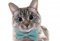 Le chat Nala portant un nœud papillon bleu