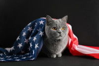 Un chat allongé, couvert par le drapeau américain.