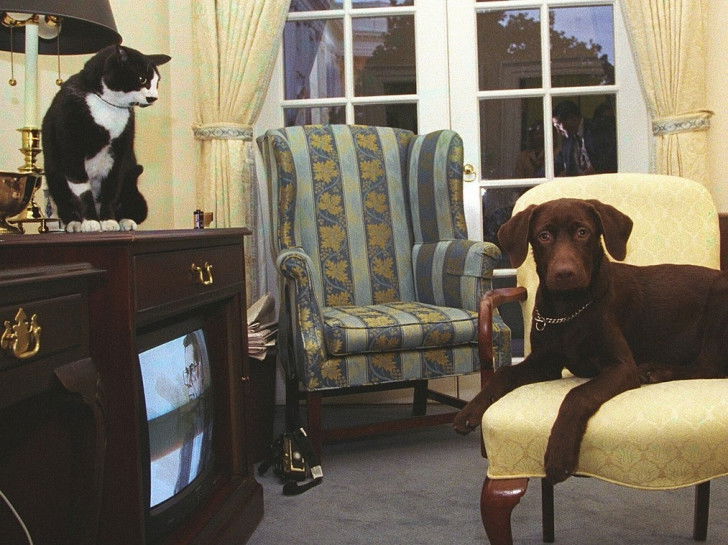 Le chat Socks et le chien Buddy, animaux du président américain Bill Clinton