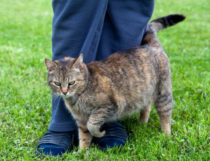 10 Signes Pour Savoir Si Mon Chat M Aime