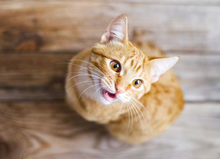 10 Signes Pour Savoir Si Mon Chat M Aime