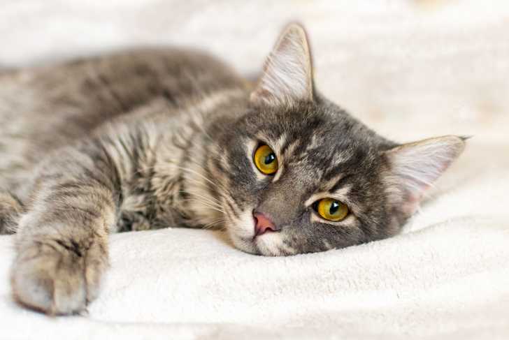 10 Signes Pour Savoir Si Mon Chat M Aime