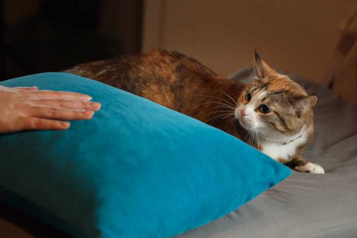 10 Signes Pour Savoir Si Mon Chat M Aime