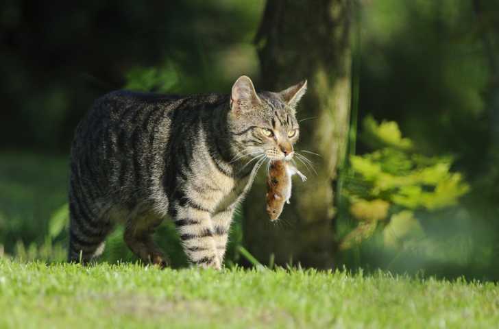 Chat Chasseur La Chasse Chez Le Chat