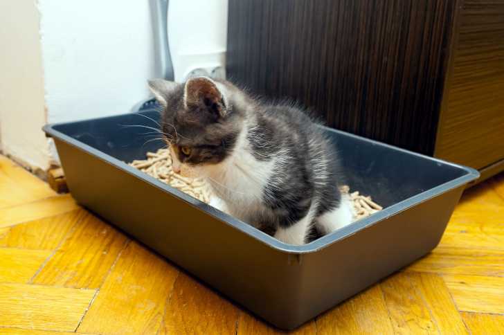 Comment S Occuper D Un Chaton Non Sevre