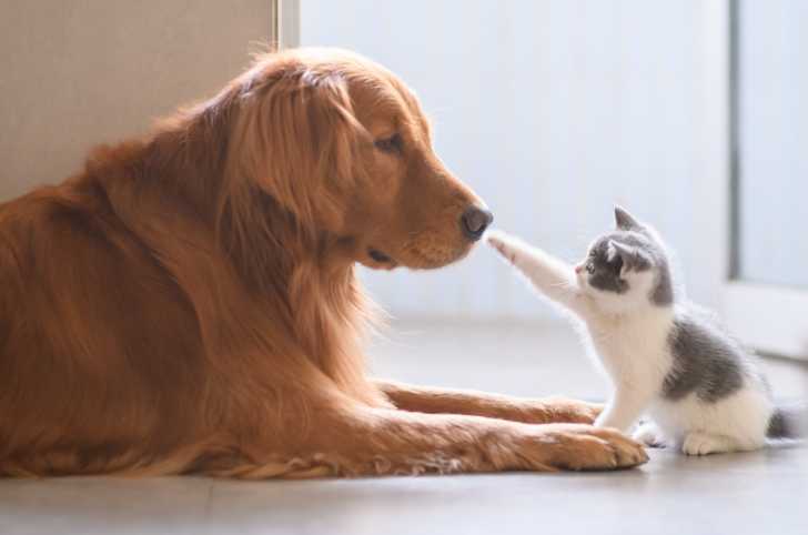 Education Du Chat Comment Eduquer Un Chaton Ou Un Adulte