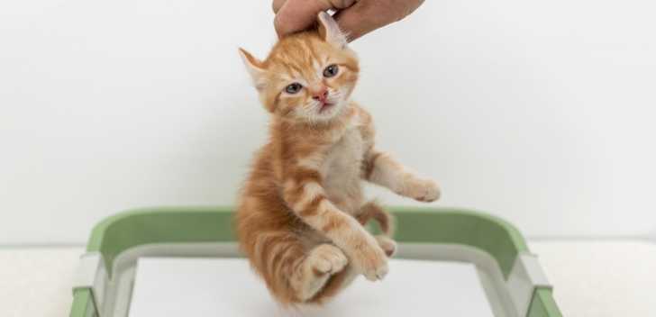 Education Du Chat Comment Eduquer Un Chaton Ou Un Adulte