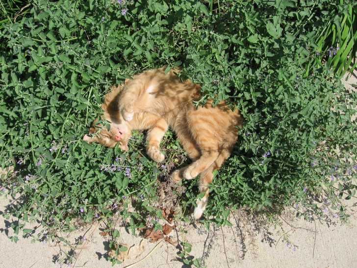 Punition Du Chat Faut Il Punir Son Chat