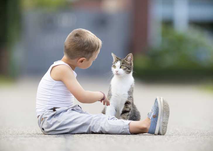 Recompenser Son Chat Pourquoi Quand Et Comment