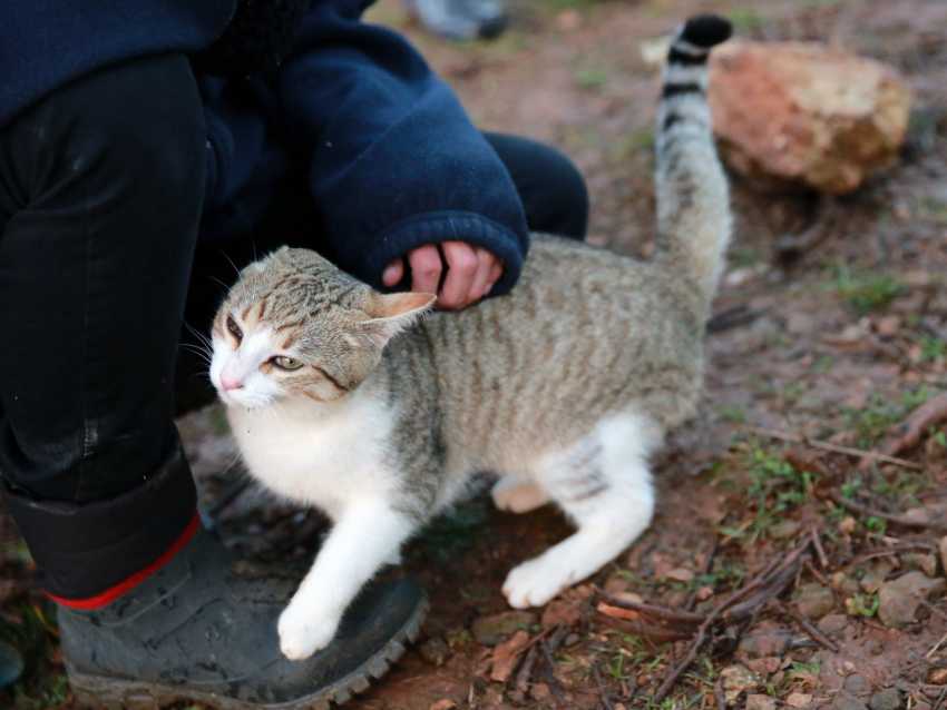 L Affection Chez Le Chat Mon Chat M Aime T Il