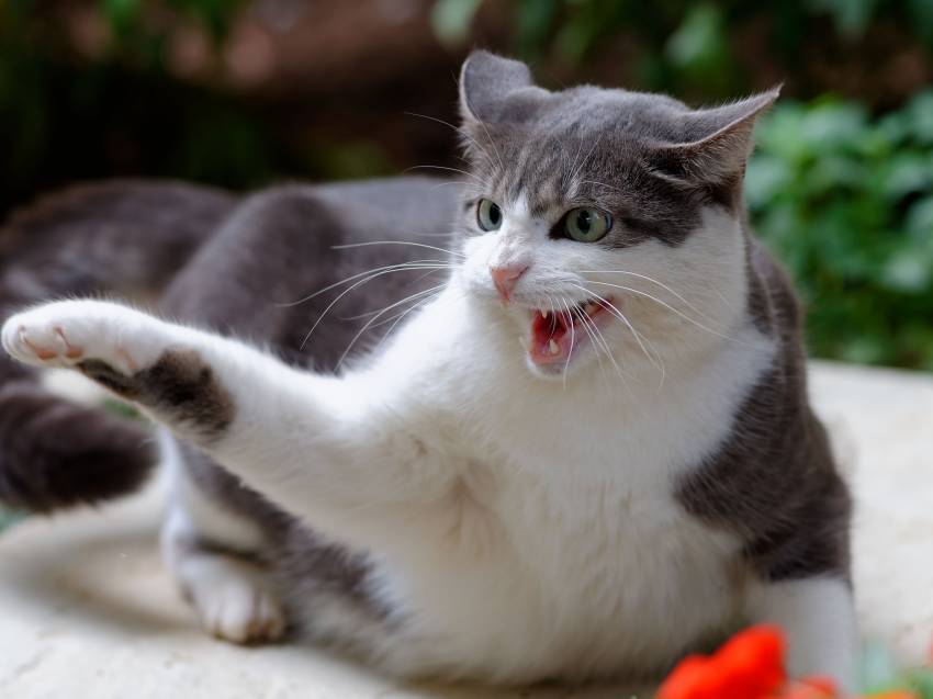 Eviter et corriger le comportement agressif du chat