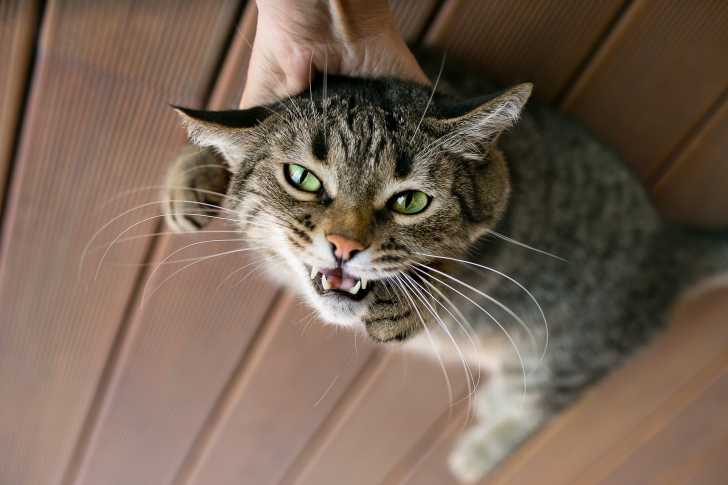 Les Griffures De Chat A L Encontre Des Humains