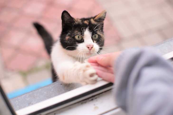 Les Griffures De Chat A L Encontre Des Humains