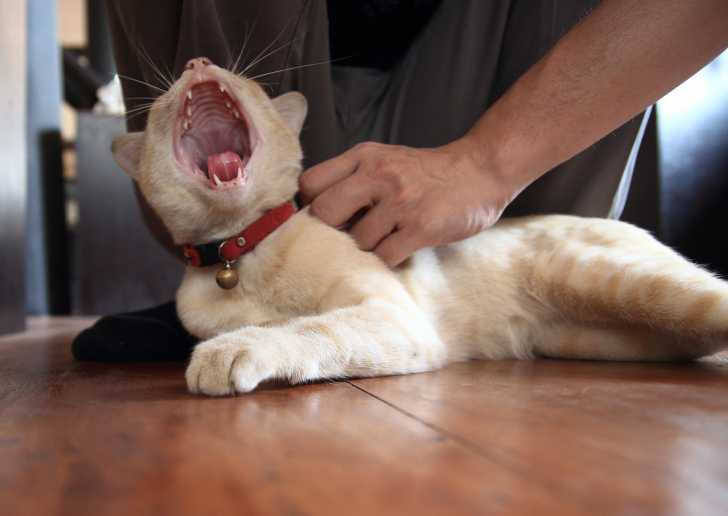 Les Griffures De Chat A L Encontre Des Humains Les Griffures De Chat A L Encontre Des Humains