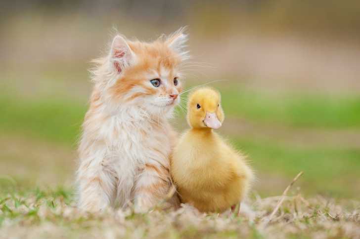 La Cohabitation Du Chat Avec Les Autres Especes