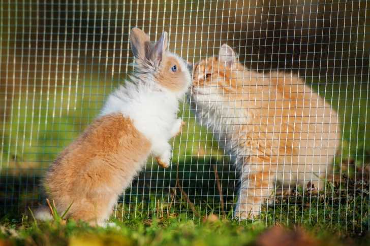 rencontre lapin chat