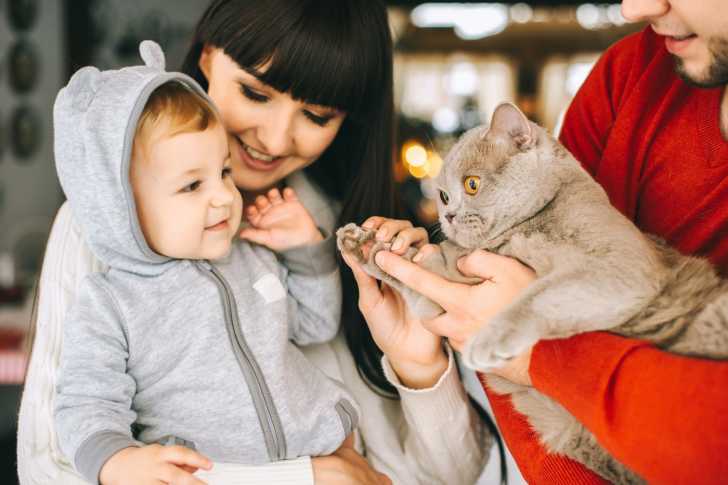 Adopter Un Chat Quand Il Y A Un Enfant À La Maison