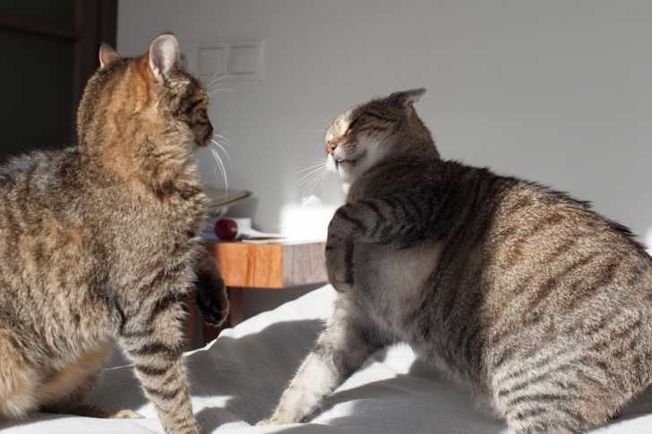 Les Bagarres De Chats