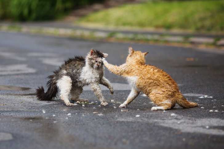 Les Bagarres De Chats