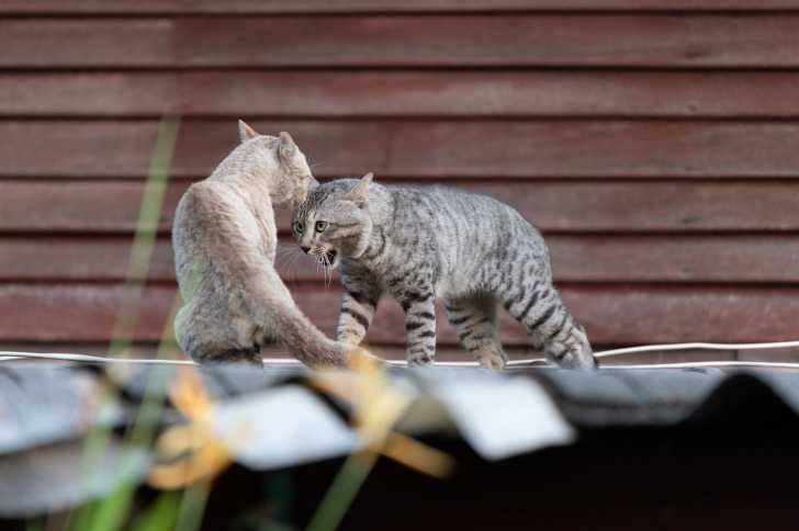 Les Bagarres De Chats