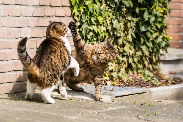 Les Bagarres De Chats