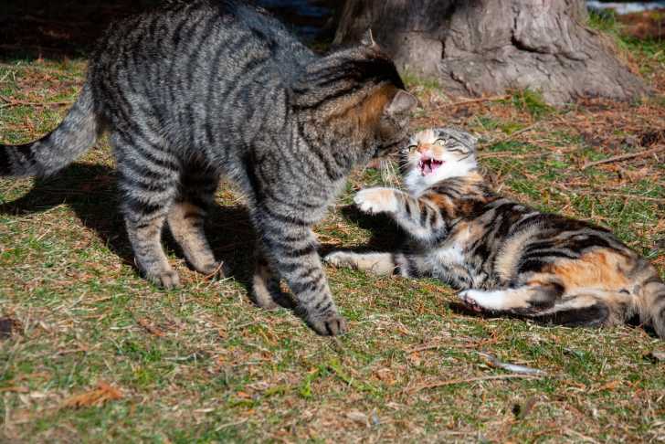 Les Bagarres De Chats