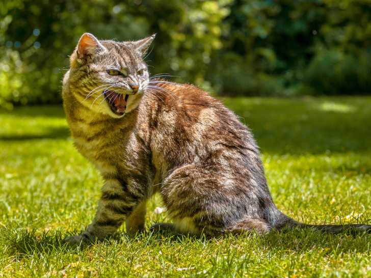 Chat Agressif Les Causes De L Agressivite Du Chat