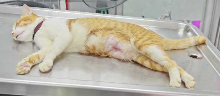 Chat Fugueur Le Chat Qui Fugue
