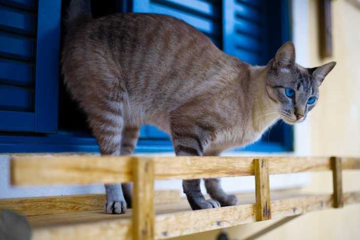 Chat Fugueur Le Chat Qui Fugue