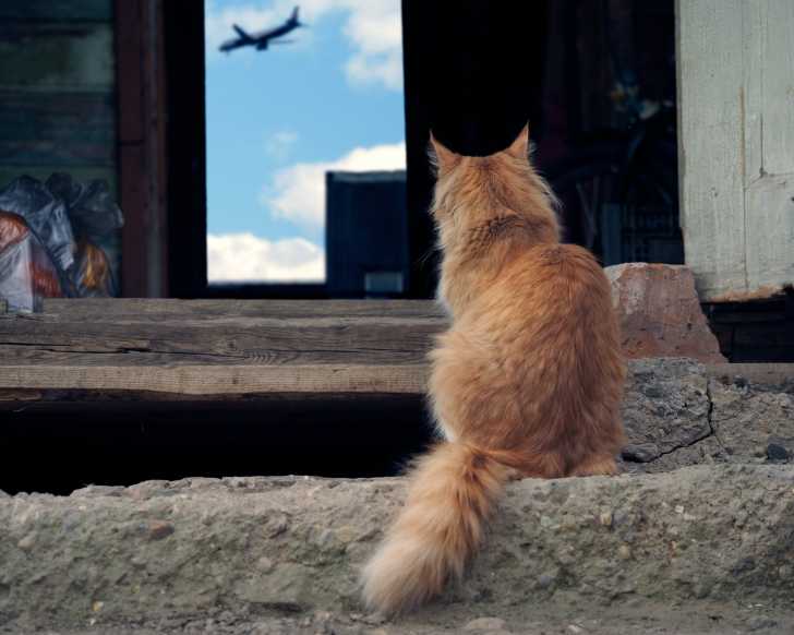 Chat Fugueur Le Chat Qui Fugue