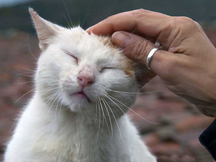 Chat Qui Detruit Tout Le Comportement Destructeur Des Chats