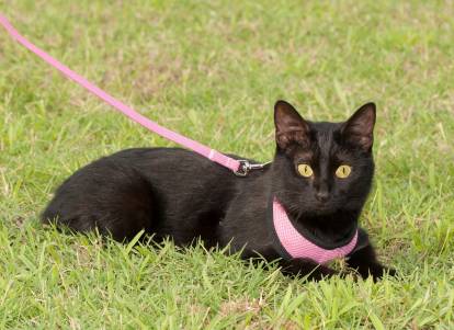 Promener Son Chat En Laisse Pourquoi Quand Et Comment