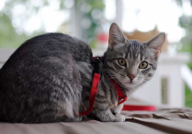 Promener Son Chat En Laisse Pourquoi Quand Et Comment