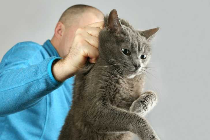 Chat Deprime La Depression Chez Le Chat