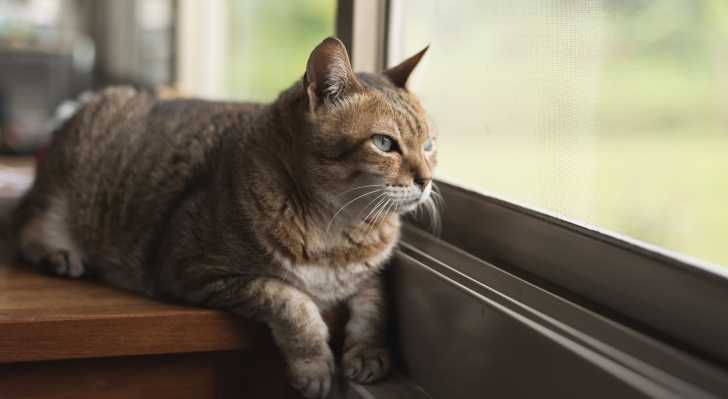 Chat Deprime La Depression Chez Le Chat