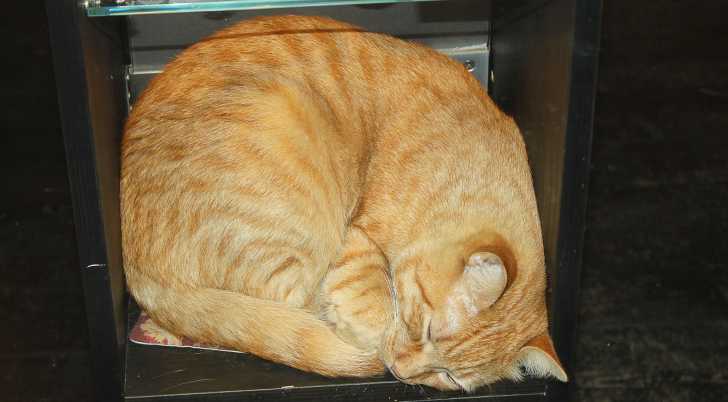Chat Deprime La Depression Chez Le Chat