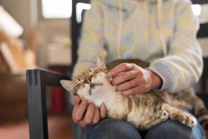 Chat Deprime La Depression Chez Le Chat