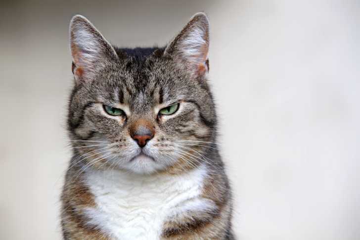 La Jalousie Chez Le Chat