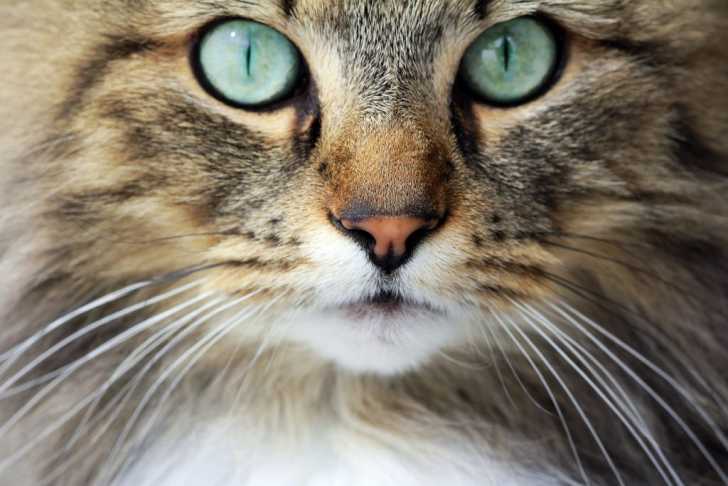Chatte tendue par grosse queue