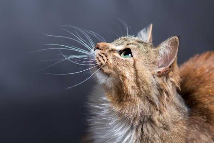 Le Miaulement Le Langage Oral Du Chat