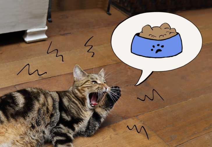 Le Miaulement Le Langage Oral Du Chat