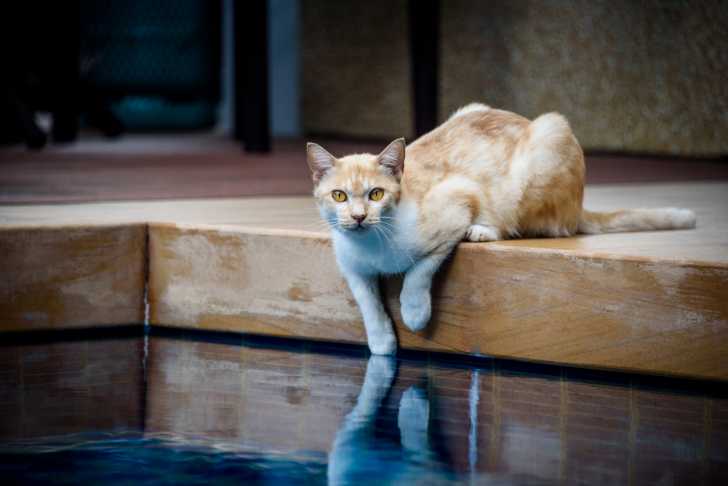 10 Races De Chats Qui Aiment L Eau